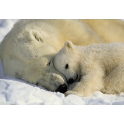 Фотообои Komar National Geographic Polar Bears